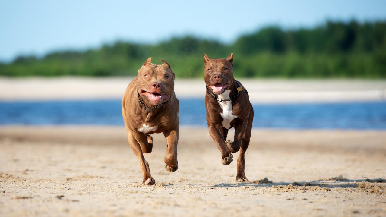 pitbulls20na20praia