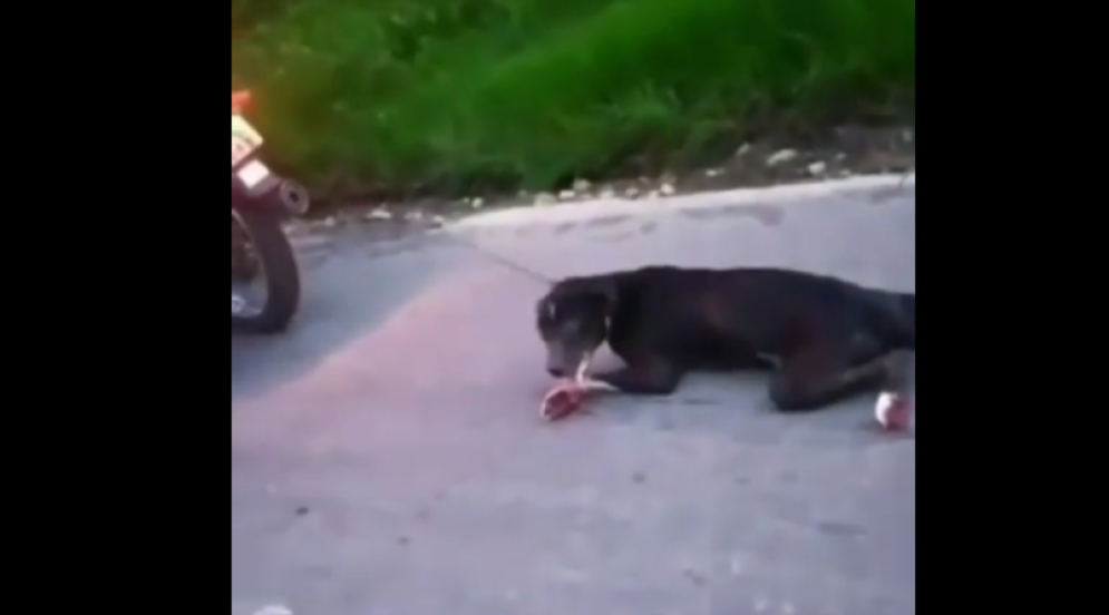Idoso-e-preso-por-arrastar-cachorro-em-motocicleta-no-interior-do-Ceara