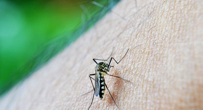 aedes-aegypti-16032022083300158