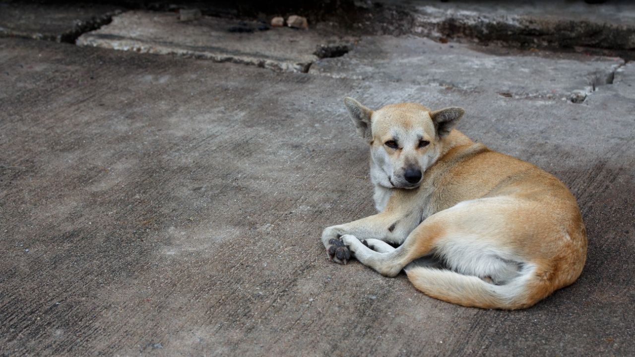 Cachorrinho-Vira-Lata