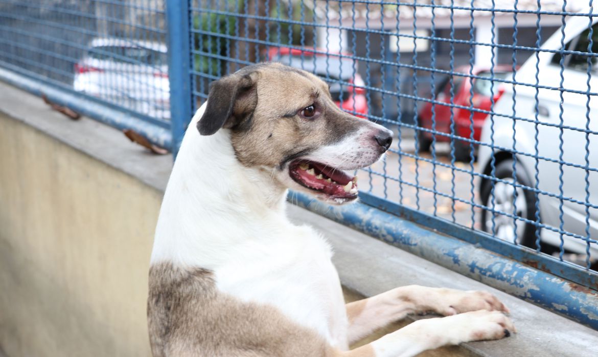 Justica-vai-julgar-pagamento-de-pensao-para-pets-em-caso-de-separacao-de-casal