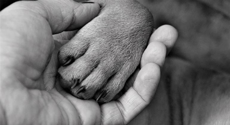 cachorro-cachorro-luto-luto-pata-30112022142500023