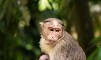 pexels-jacob-george-11113333-345x207-1