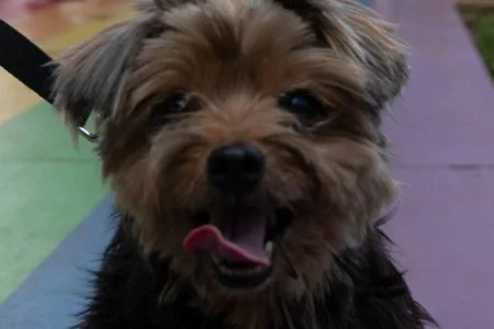 Pets-9-450x300.jpg
