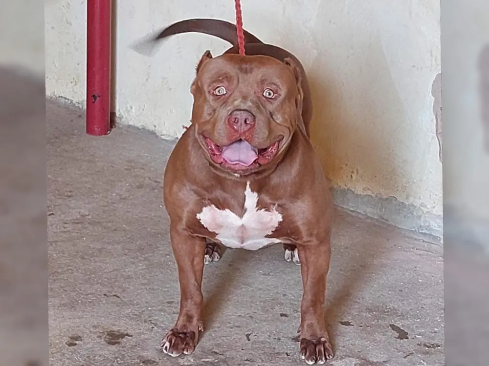 pitbull-ceara.jpeg