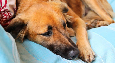 especialistas-contam-o-que-fazer-quando-o-pet-recebe-diagnostico-de-cancer-01112023161018298