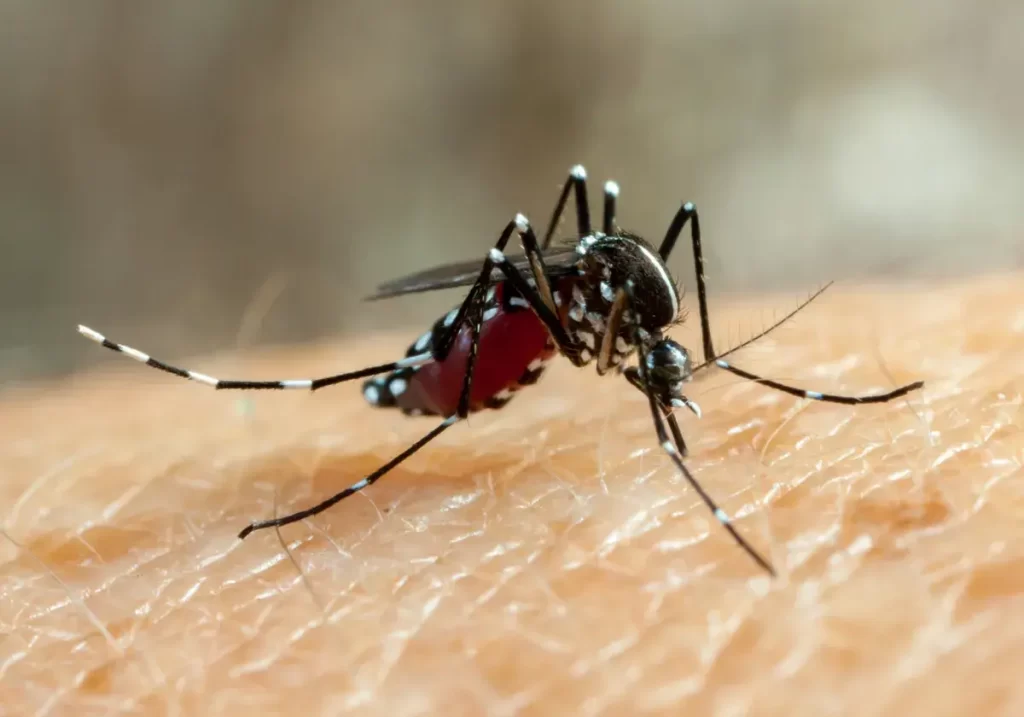 anvisa_emite_diretrizes_para_vacina_da_dengue_em_clinicas_e_vigilancias_sanitarias_3-1024x717-1