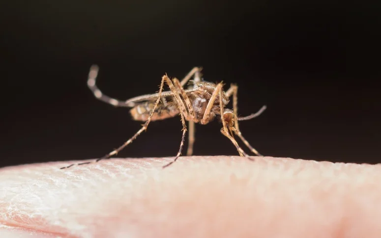 mosquito-aedes-aegypti.jpg