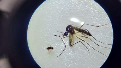 maruim20oropouche20e20mosquito20aedes20aegypti