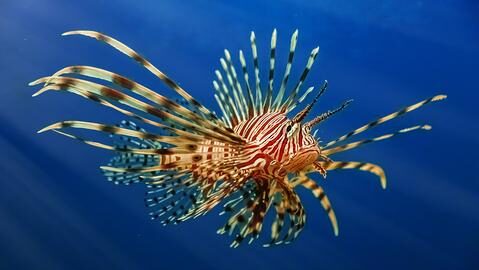 Peixe-LeC3A3o20-20Lionfish20-20Pterois20Volitans20-20Pelagija-Shutterstock