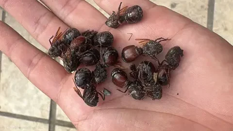 tanajuras-em-periodo-de-chuva