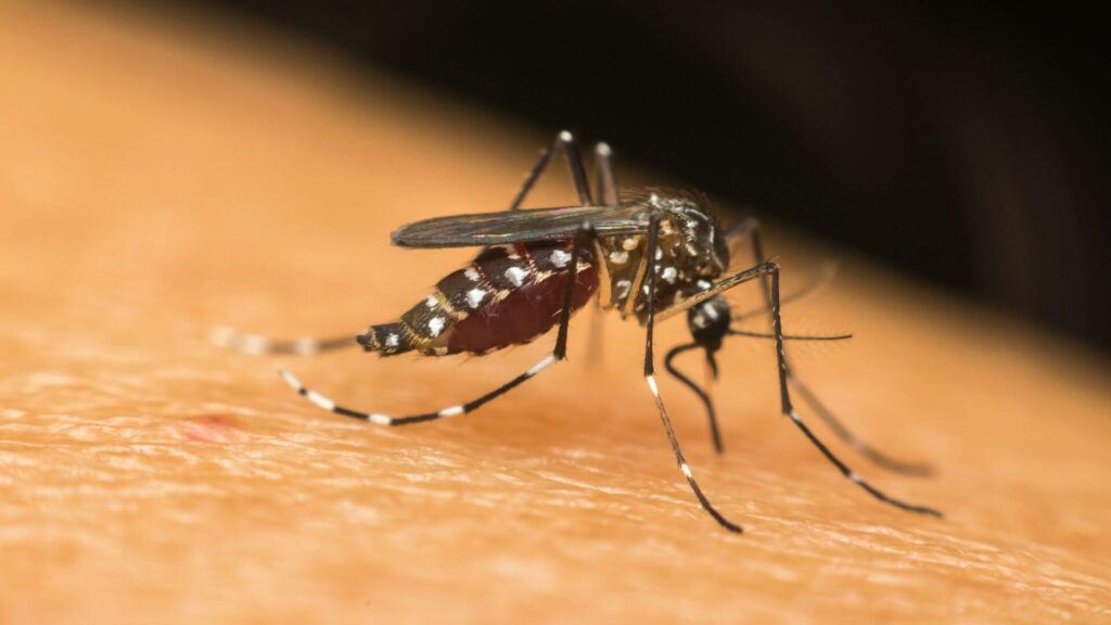 o-que-sao-dengue-zika-e-chikungunya-1