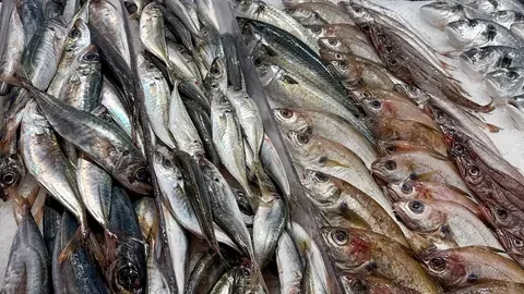 Sardinha%20foto%20fotogurmespb%20Shutterstock