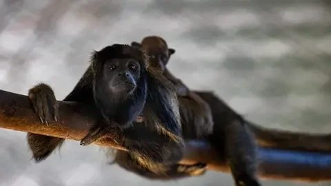 guariba-da-caatinga-mae-filhote-zoologico-fortaleza